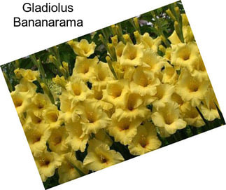 Gladiolus Bananarama