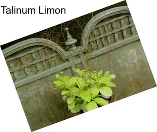Talinum Limon