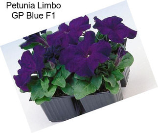 Petunia Limbo GP Blue F1