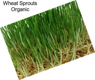 Wheat Sprouts Organic