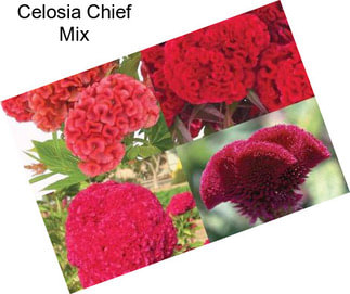 Celosia Chief Mix