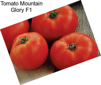 Tomato Mountain Glory F1
