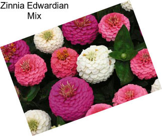 Zinnia Edwardian Mix