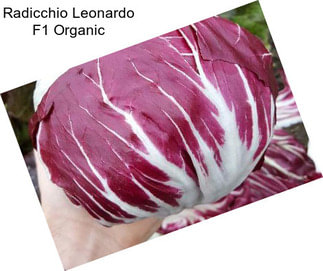 Radicchio Leonardo F1 Organic