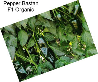 Pepper Bastan F1 Organic