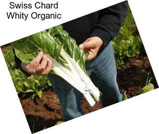 Swiss Chard Whity Organic