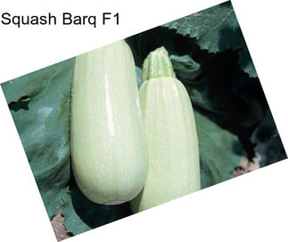 Squash Barq F1