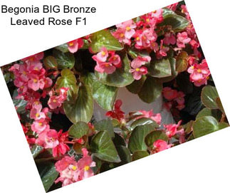 Begonia BIG Bronze Leaved Rose F1