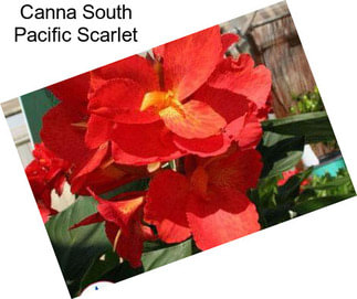 Canna South Pacific Scarlet