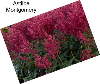 Astilbe Montgomery