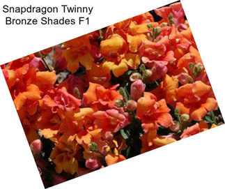 Snapdragon Twinny Bronze Shades F1