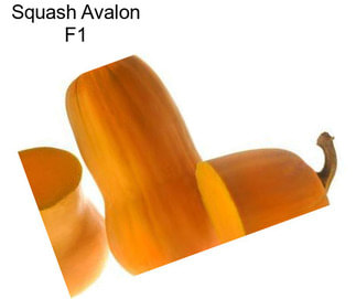 Squash Avalon F1