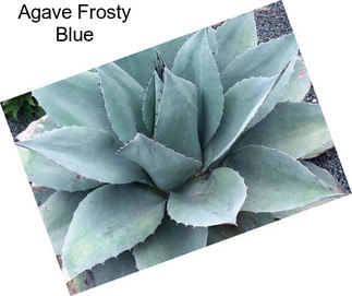 Agave Frosty Blue