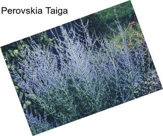 Perovskia Taiga