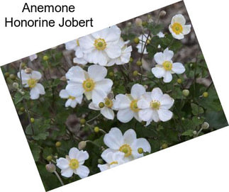 Anemone Honorine Jobert