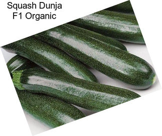 Squash Dunja F1 Organic
