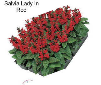 Salvia Lady In Red