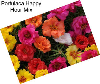 Portulaca Happy Hour Mix