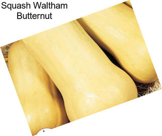 Squash Waltham Butternut