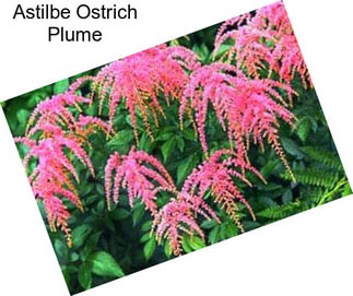 Astilbe Ostrich Plume