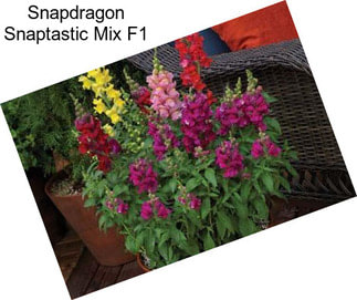 Snapdragon Snaptastic Mix F1