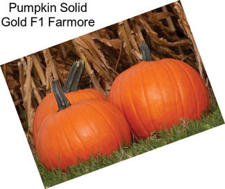 Pumpkin Solid Gold F1 Farmore