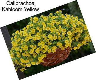 Calibrachoa Kabloom Yellow