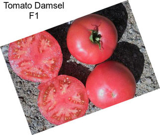 Tomato Damsel F1