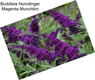 Buddleia Humdinger Magenta Munchkin