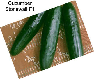 Cucumber Stonewall F1