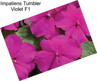 Impatiens Tumbler Violet F1