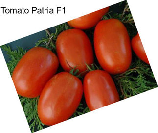 Tomato Patria F1