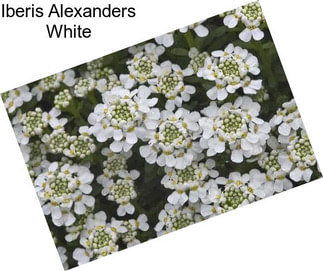 Iberis Alexanders White