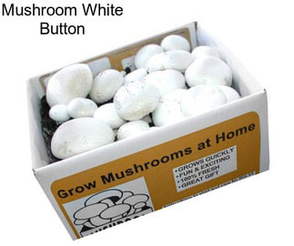 Mushroom White Button