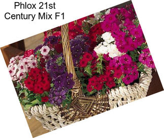 Phlox 21st Century Mix F1