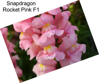 Snapdragon Rocket Pink F1