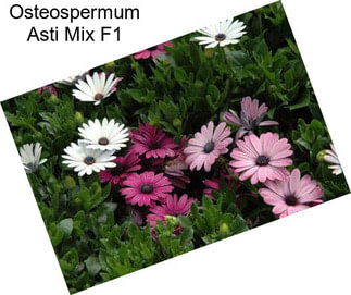 Osteospermum Asti Mix F1