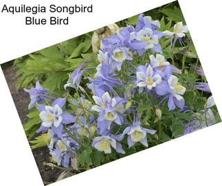 Aquilegia Songbird Blue Bird