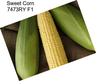 Sweet Corn 7473RY F1