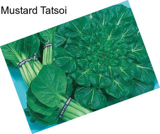Mustard Tatsoi
