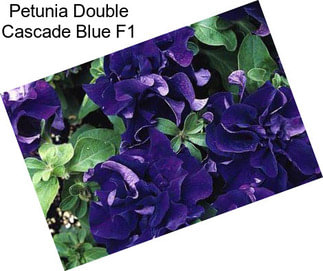 Petunia Double Cascade Blue F1