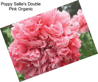 Poppy Sallie\'s Double Pink Organic