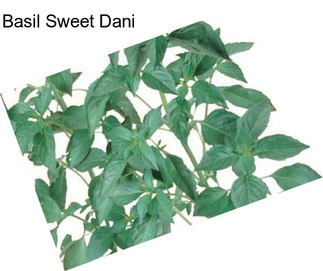 Basil Sweet Dani