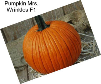 Pumpkin Mrs. Wrinkles F1