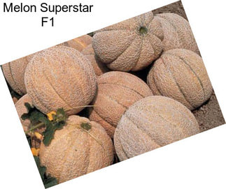 Melon Superstar F1