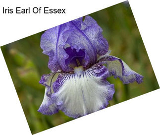 Iris Earl Of Essex