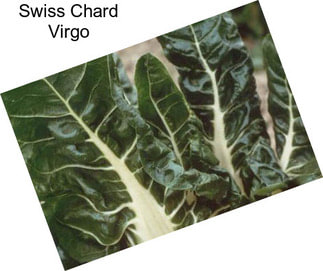 Swiss Chard Virgo