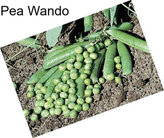 Pea Wando