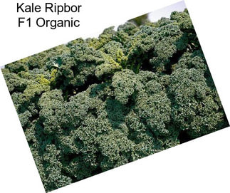 Kale Ripbor F1 Organic