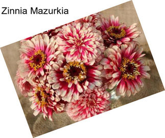 Zinnia Mazurkia